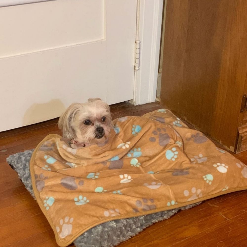 Puppy Comfort Mat