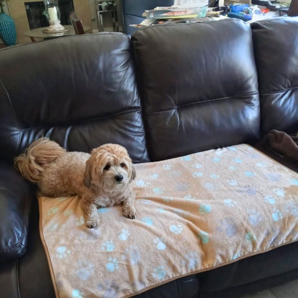 Puppy Comfort Mat